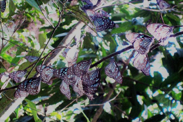 butterflies-migration-wyd