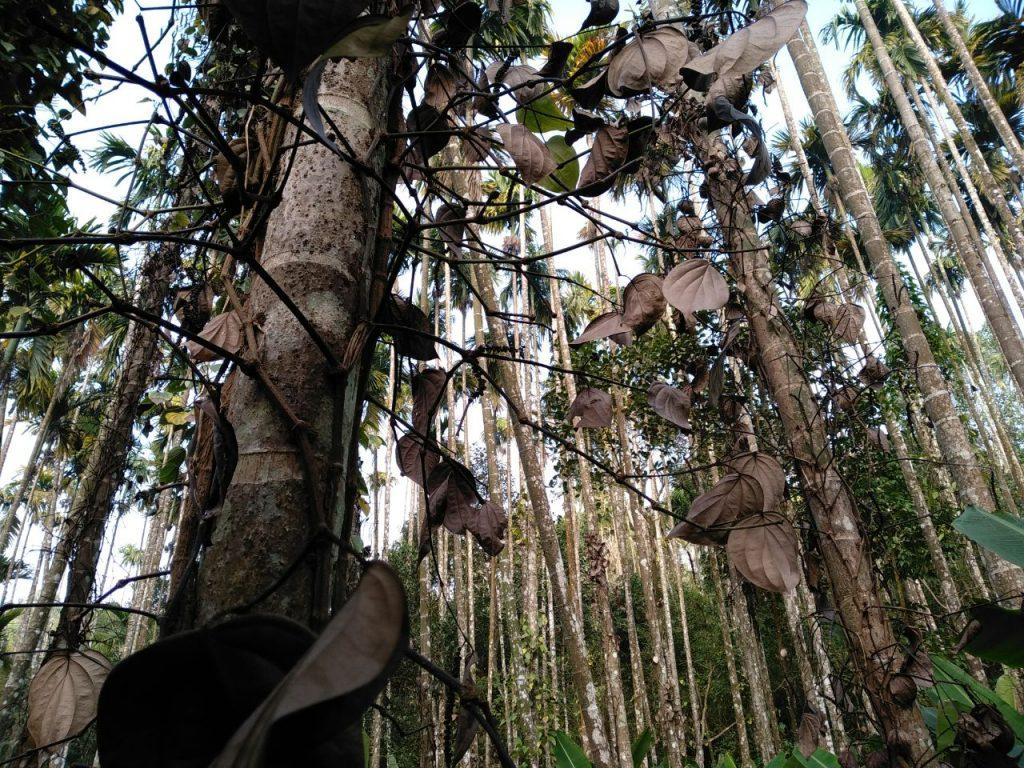 IMG-20180919-WA0026