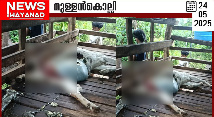 കബനിഗിരിയില്‍  വീണ്ടും പുലിയുടെ  ആക്രമണം