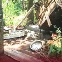 പുൽപ്പള്ളിയിൽ വീടിനു സമീപം ചങ്ങലയിൽ കെട്ടിയിട്ടിരുന്ന വളർത്തുനായയെ പുലി പിടിച്ചു