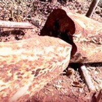 മുട്ടില്‍ സൗത്ത് ഈട്ടിമുറി:    വയനാട് മുന്‍ കളക്ടറടക്കം ആറു പേര്‍ക്ക് വക്കീല്‍ നോട്ടീസ്