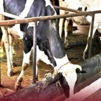 മുള്ളൻകൊല്ലിയിൽ കടുത്ത ചൂടിൽ പശുക്കൾ ചാവുന്നു; മൃഗസംരക്ഷണ വകുപ്പ് അന്വേഷണം ആരംഭിച്ചു