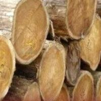 ചിതലെടുത്ത് നശിക്കുന്നത് ലക്ഷക്കണക്കിന് രൂപയുടെ മരങ്ങൾ; മാനന്തവാടിയിൽ അധികൃതരുടെ അനാസ്ഥയെന്ന് പരാതി