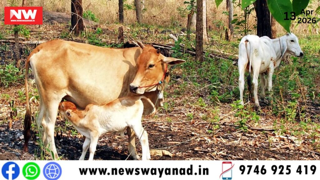 template for wayanad news (8)