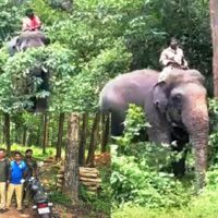 കാട്ടാനപ്പടയ്ക്ക് മറുപടിയുമായി കുങ്കിയാനകൾ; മുടക്കൊല്ലിയിൽ വനംവകുപ്പിന്റെ വൻ പരിശോധന