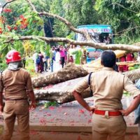 കാട്ടിക്കുളത്ത് മരം റോഡിലേക്ക് പൊട്ടി വീണു; ബസ് തലനാരിഴയ്ക്ക് രക്ഷപ്പെട്ടു, ഗതാഗതം തടസ്സപ്പെട്ടു