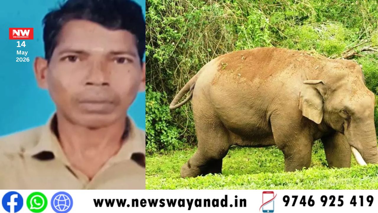 template for wayanad news (13)