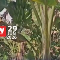 സീസണായിട്ടും വാഴക്കുല വിപണി വില ഉയരുന്നില്ല; ആശങ്കയിലായി വയനാട്ടിലെ നേന്ത്രവാഴക്കർഷകർ