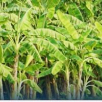 കാലാവസ്ഥാധിഷ്‌ഠിത വിള ഇൻഷൂറൻസ് പദ്ധതികളിൽ അപേക്ഷിക്കാം; അവസാന തിയ്യതി ജൂലായ് 31
