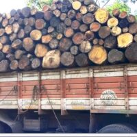 രേഖകളില്ലാതെ കടത്താൻ ശ്രമിച്ച ഈട്ടിമരത്തടികളും ലോറിയും വനം വകുപ്പ് വിജിലൻസ് പിടികൂടി