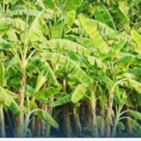 കാലാവസ്ഥാധിഷ്‌ഠിത വിള ഇൻഷൂറൻസ് പദ്ധതികളിൽ അപേക്ഷിക്കാം; അവസാന തിയ്യതി ജൂലായ് 31