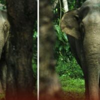 മയക്കുവെടിവെച്ച് പിടികൂടിയ കെ.എം-1 കാട്ടാനയെ മുത്തങ്ങയിലെത്തിച്ചു